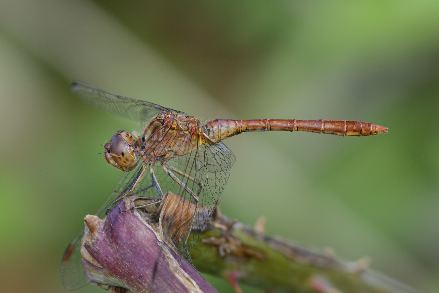 Dubbio vulgatum: Sympetrum meridionale